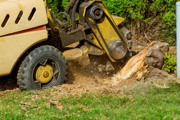 Best Emergency Tree Service  in USA